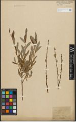 Foto von Salix purpurea L. x Salix repens L.